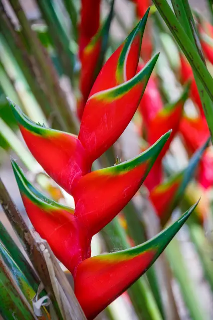 flores tropicales