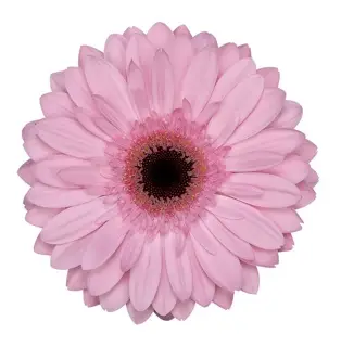 Gerbera