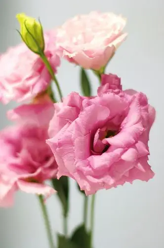 LISIANTHUS