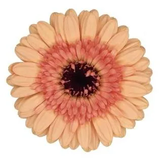 Gerbera