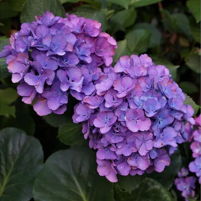 HYDRAGEAN (HORTENSIA)