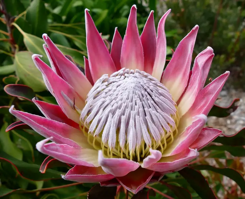 flores tropicales