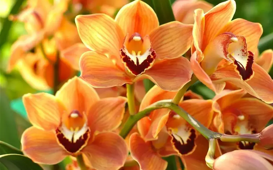 Cymbidium