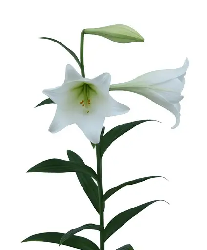 lilium