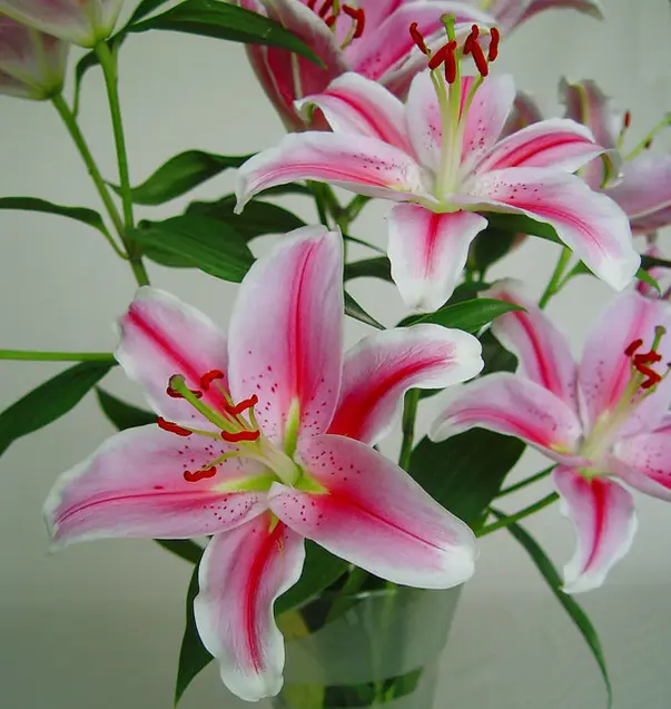 lilium