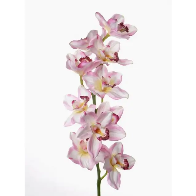 Cymbidium