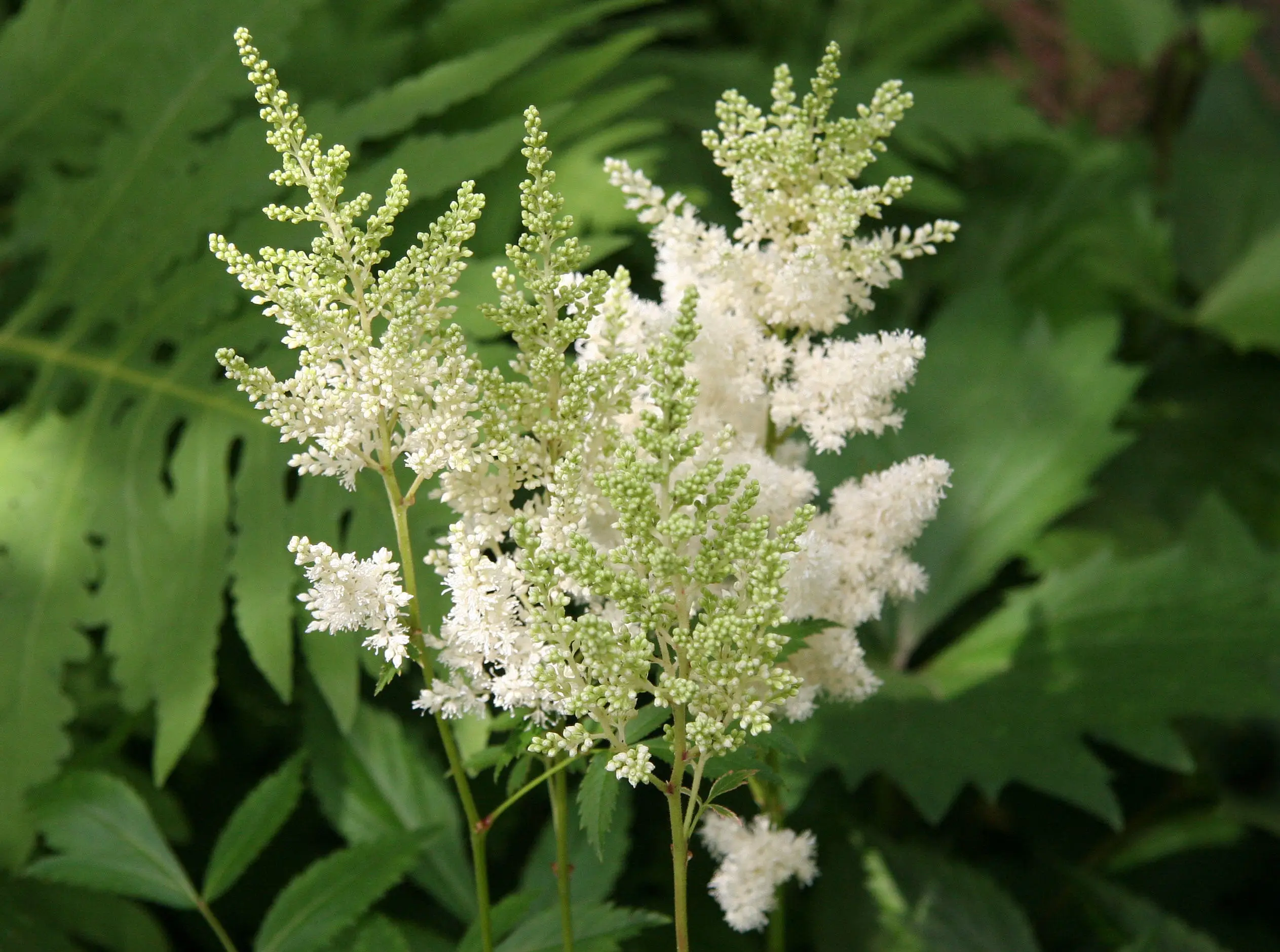 ASTILBE BLANCO