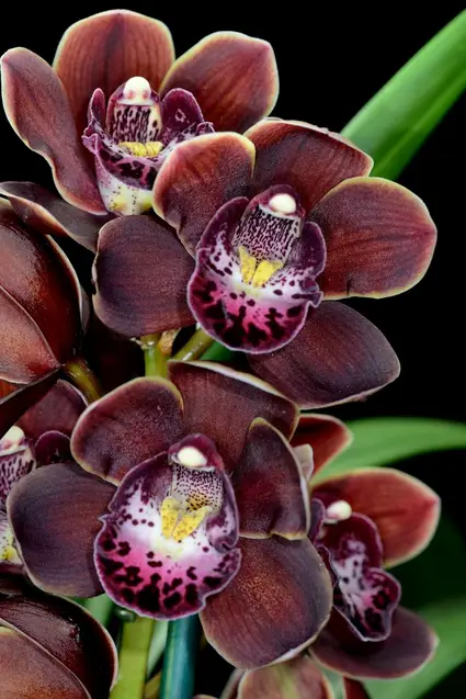 Cymbidium