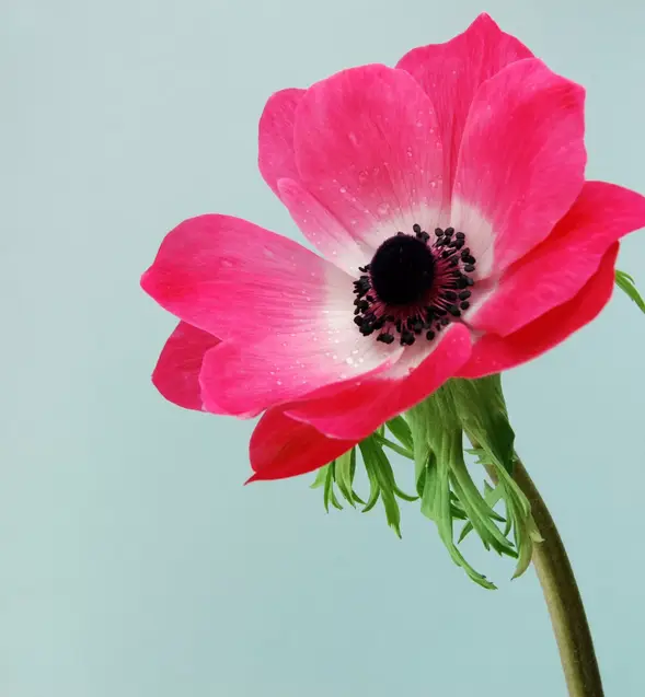 aNEMONAFUXIA