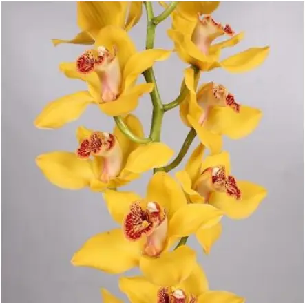 Cymbidium