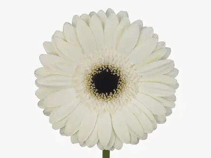 Gerbera