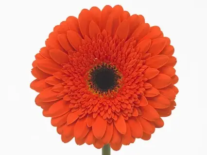 Gerbera