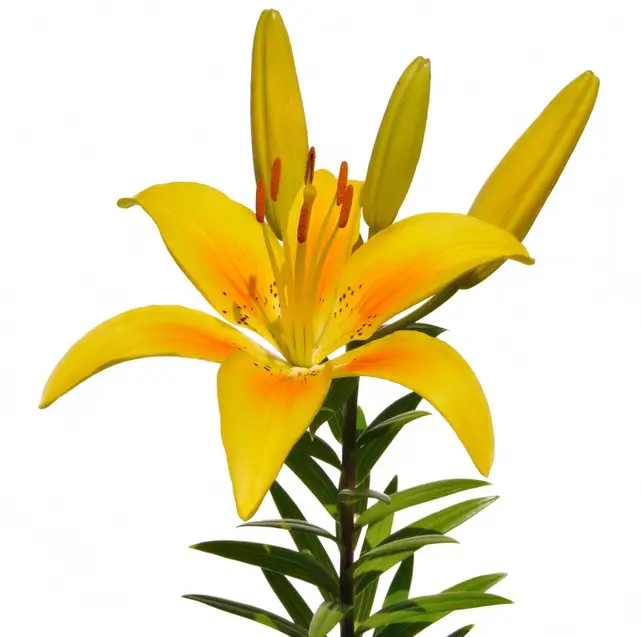 lilium