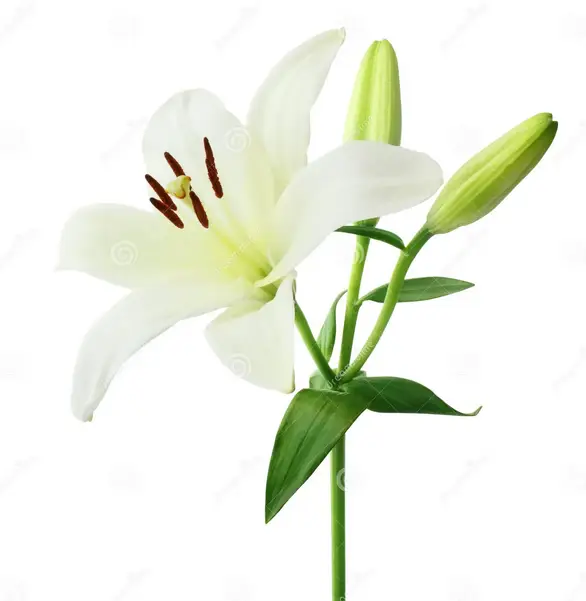 lilium