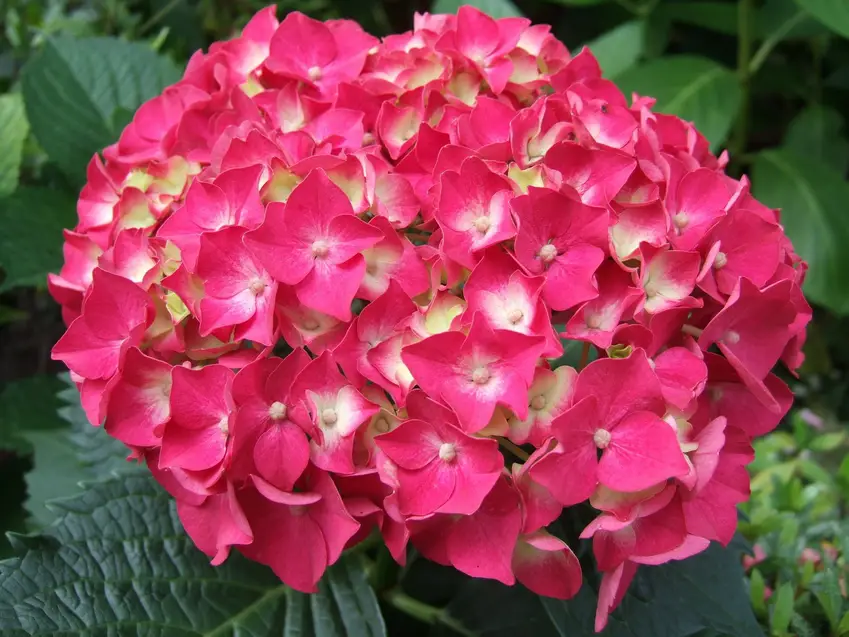 HYDRAGEAN (HORTENSIA)