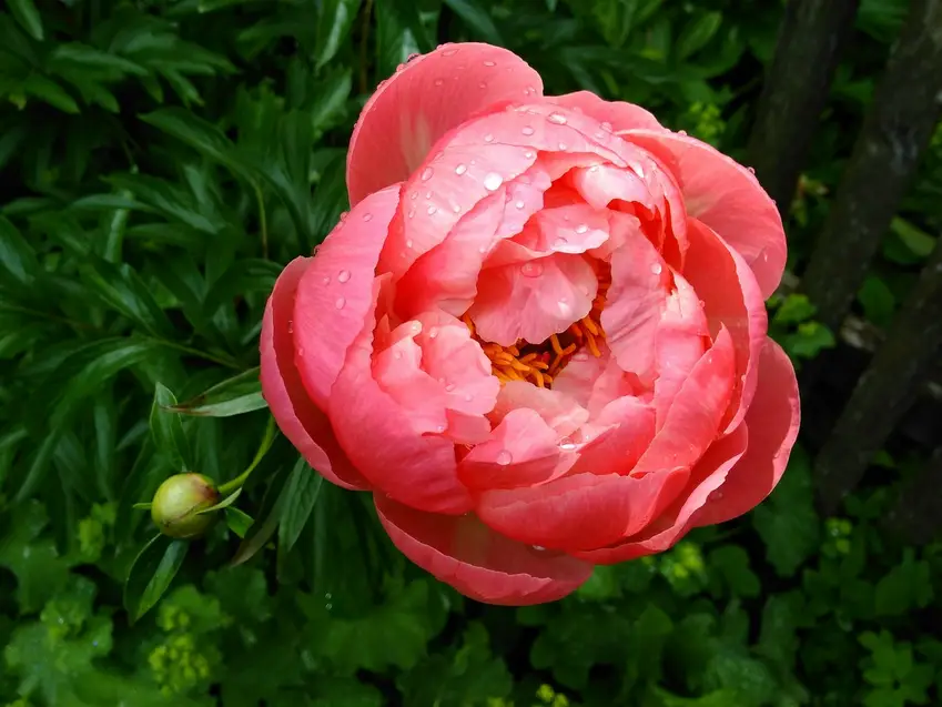 peonia