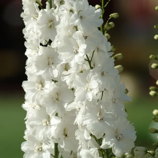 Flores Trevín